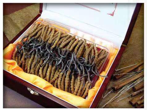 海盐冬虫夏草回收?